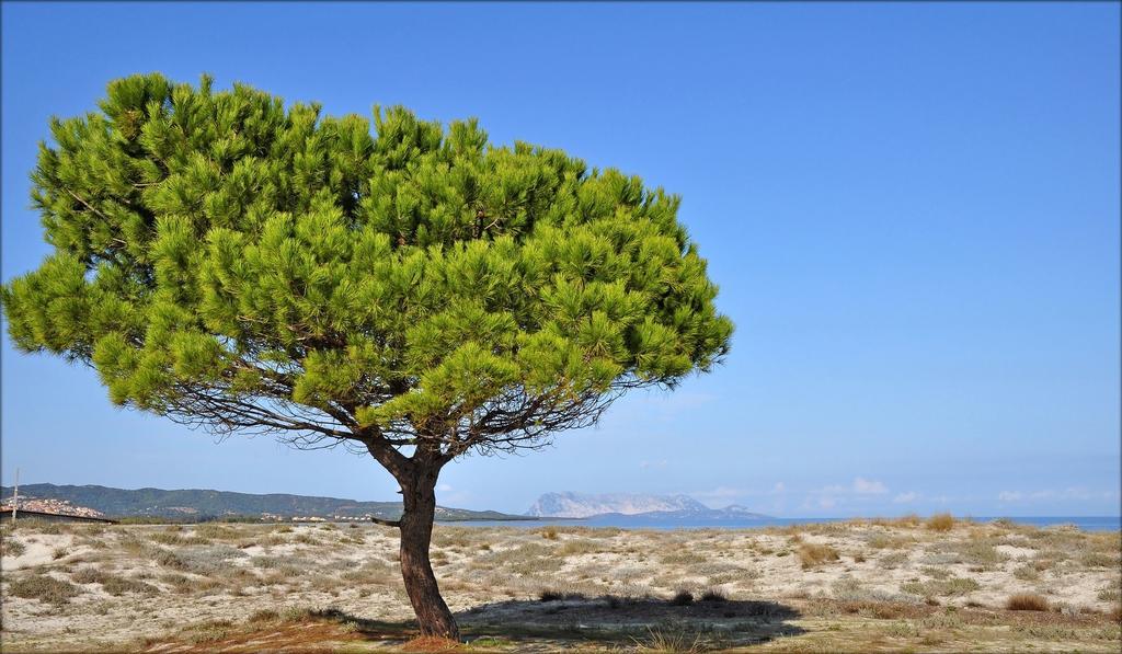 Appartamenti Le Magnolie Budoni Exterior foto
